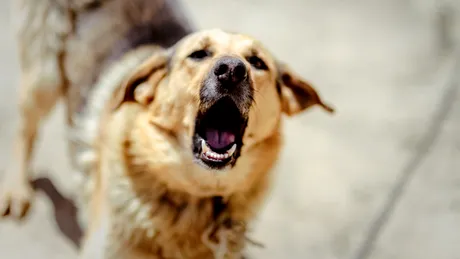 Primul caz fatal de rabie în România după 13 ani. Un bărbat din Iași a murit după ce a fost mușcat de un câine vagabond