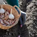 Când este momentul potrivit să plantezi usturoiul toamna? Pașii pe care trebuie să-i urmezi