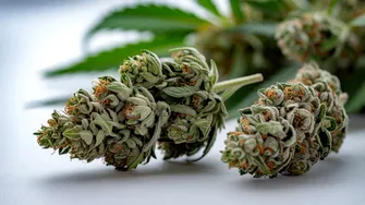 (P) Ce este rasina THCA?