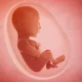 Placenta protejează creierul fătului chiar și când mama nu se poate hrăni