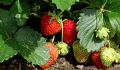 Ce legume să nu plantezi niciodată lângă căpșuni! Așa poți evita pierderile de recoltă