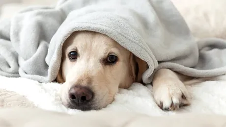 Hipotermia la animalele de companie: primele semne de alarmă care pun în pericol viața câinilor