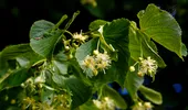 Greșeala pe care aproape toți o fac când usucă florile de tei. Așa își pierd cele mai importante proprietăți
