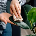 Cu ce să ștergi frunzele plantelor ca să lucească natural, fără ulei
