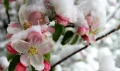 Temperatura ideală la care se fac stropirile pomilor fructiferi în luna februarie. De ce trebuie să țină cont gospodarii