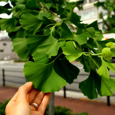 Ginkgo Biloba, supranumit arborele vieții. Cum îl recunoști și ce beneficii are pentru sănătate