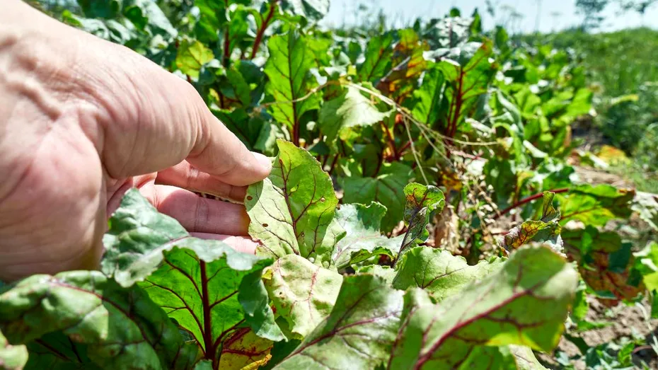 Leguma verde care relaxează vasele de sânge și scade tensiunea, mai ales dacă mănânci sărat