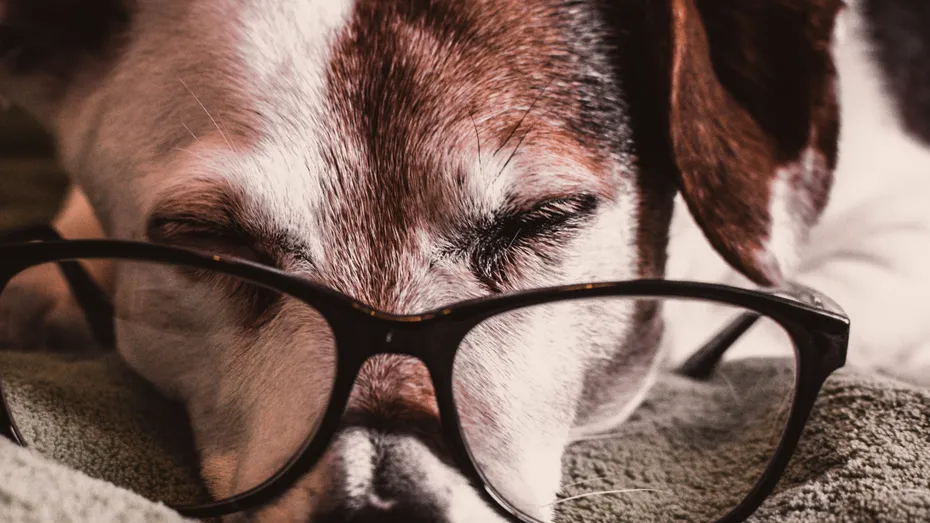 Cum să îngrijeşti un animal de companie bătrân