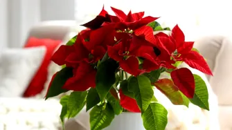 Unde nu este bine să pui niciodată Crăciunița în casă. Locuri care atrag ghinion, potrivit Feng Shui