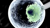 Celulele stem recoltate la naştere, mai eficiente în cazul unui transplant decât cele extrase din măduva osoasă