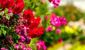 Secretul trandafirilor care înfloresc toată vara. Cele șase reguli simple recomandate de specialiști pentru o grădină spectaculoasă
