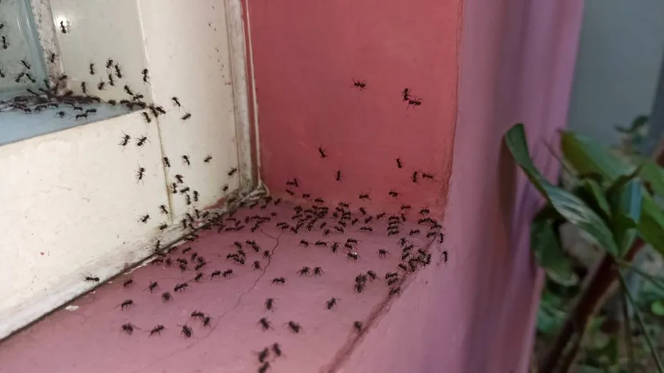 Ce ulei să folosești să scapi de furnici: e bun și împotriva muștelor, termitelor sau căpușelor