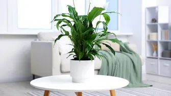 Planta pe care să o pui în dormitor în această toamnă. Poate fi de ajutor când ai prea multă umezeală în casă