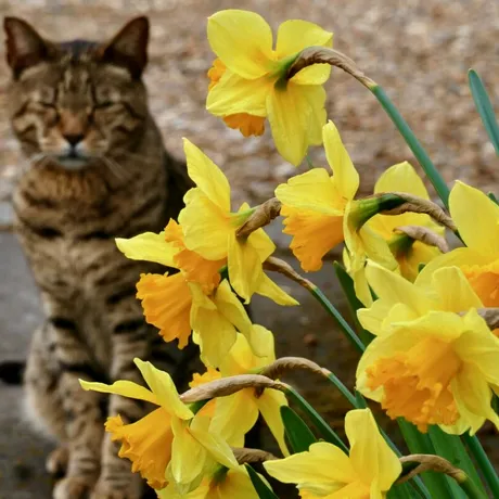 Sunt frumoase, dar pot fi letale! Florile toxice pe care mulți români le au în grădină, fără să știe la ce pericole se expun