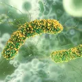 O tânără din Cluj s-a întors din America Centrală cu o boală rară în lume, care i-a uimit chiar și pe medici. Ce este leishmanioza tropicală și cum se transmite?