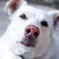 Ce se întâmplă dacă lași un animal în mașină chiar și 10 minute