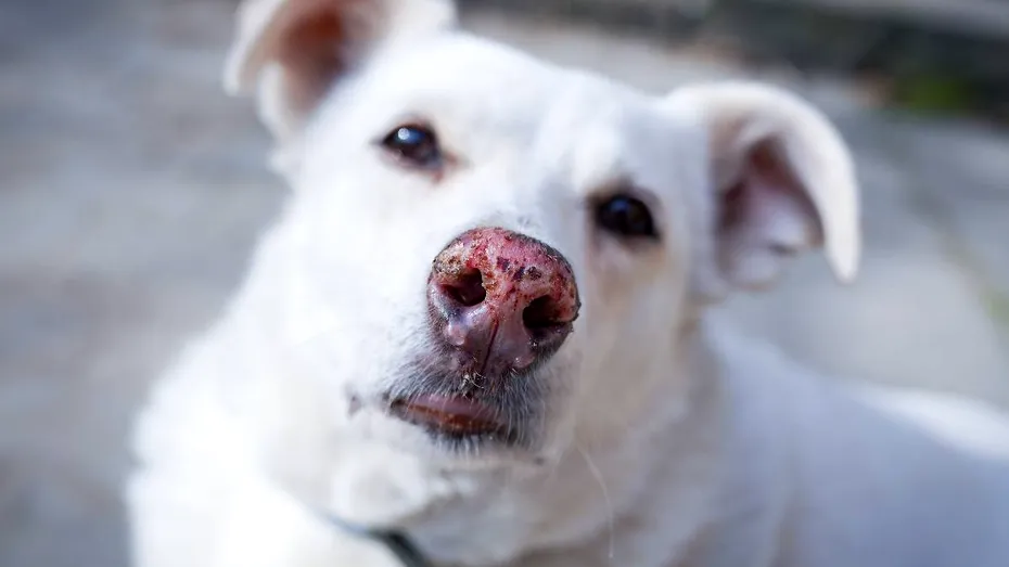 Ce se întâmplă dacă lași un animal în mașină chiar și 10 minute