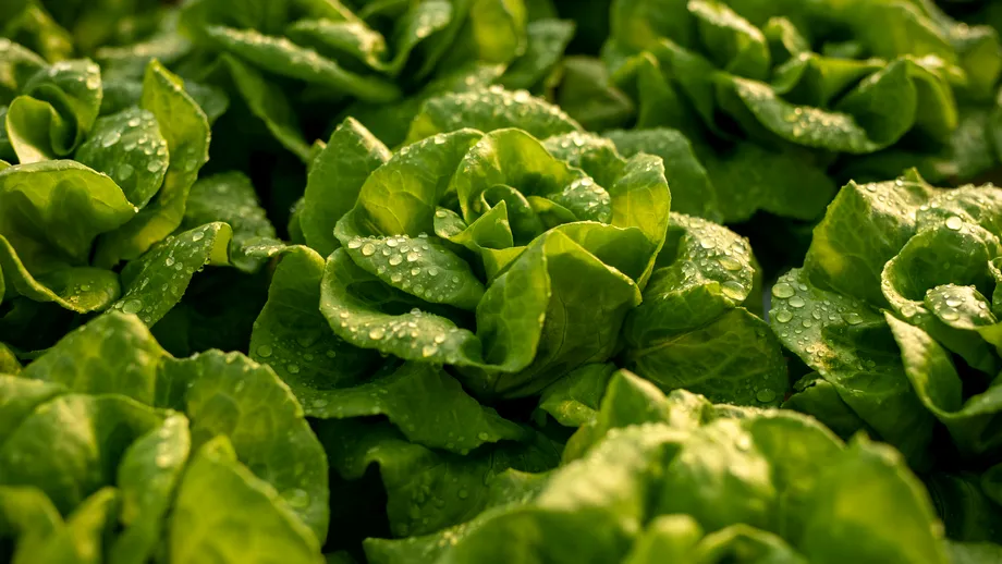 Salata verde: opiniile experților și riscurile pentru sănătate