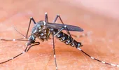 Virusul Zika a ajuns în Europa