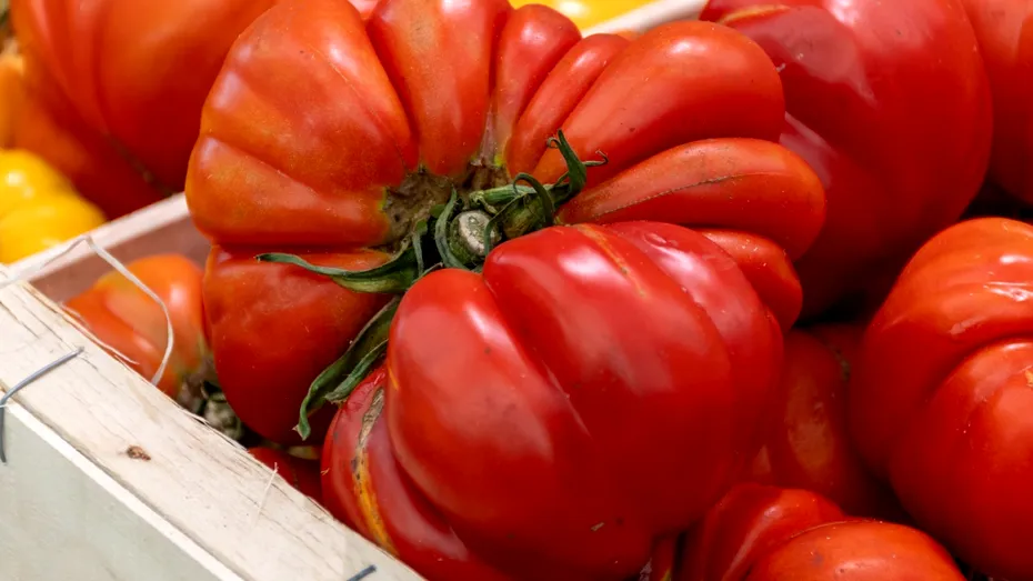 Tehnica simplă care ajută roșiile să se coacă mai repede și să producă fructe „uriașe”