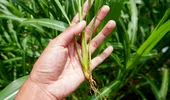 Lemongrass (citronela): ce este, cum îl folosim și ce beneficii poate avea planta exotică cu aromă de lămâie