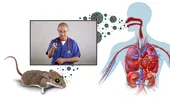 Hantavirusul, virusul transmis de rozătoare care îngrijorează Europa. Medicul Tudor Ciuhodaru explică simptomele și când trebuie să ajungi urgent la spital