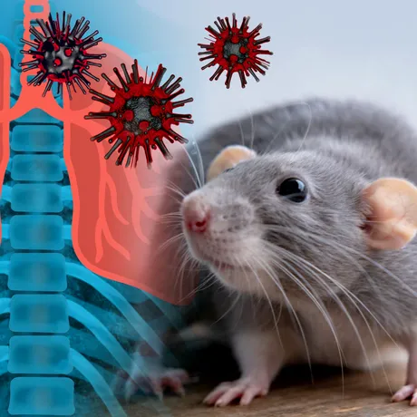 Un pompier din Caraș-Severin e suspect de hantavirus. Ce simptome a avut în ultimele 3 săptămâni?