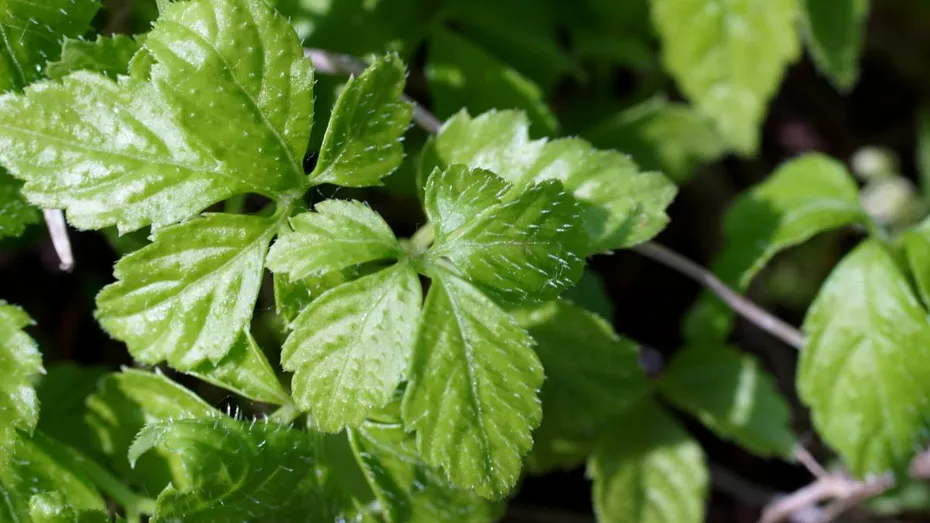 „Iarba nemuririi”, mai sănătoasă decât ceaiul verde. Planta care reduce colesterolul și stimulează metabolismul