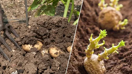 Când se plantează cartofii în grădină pentru a avea o recoltă bogată