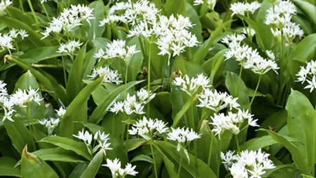 Leurda (Allium ursinum)