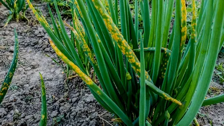 De ce se îngălbenește usturoiul și ce trebuie să faci pentru a salva rapid cultura