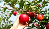 Plantarea pomilor fructiferi – alegerea locului, a soiului și a datei de plantare