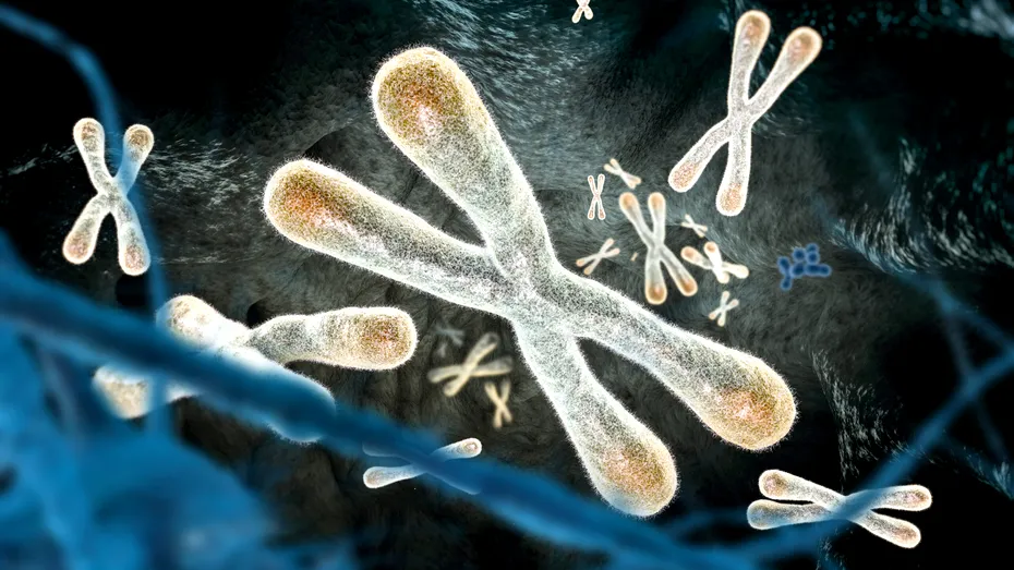 Fântâna tinereții, o iluzie spulberată. Telomerii lungi nu ne garantează longevitate, ci ne predispun la tumori