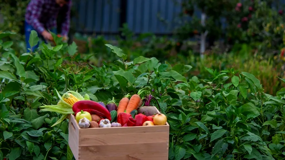Ce legume să plantezi acum pentru o recoltă bogată în toamnă. Mulți grădinari fac această greșeală!