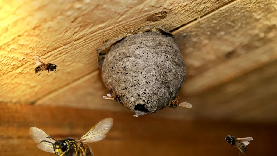 Ingredientul din bucătărie care ține viespile la distanță. Nu-ți vor mai intra în casă toată vara!