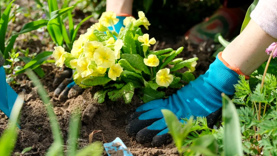Flori spectaculoase pe care să le plantezi în octombrie pentru o grădină plină de culoare la primăvară. Trucul pe care puțini grădinari îl cunosc