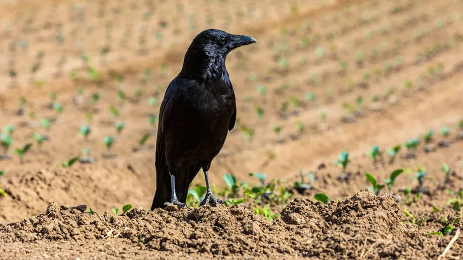 Cum să scapi de ciorile din grădină pentru a-ți proteja recoltele. Ce să pui pe sperietoare dacă s-au obișnuit cu ea