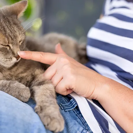 Motivul pentru care pisicile adoră să doarmă pe stăpâni
