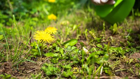 Erbicidul pe care îl faci în 5 minute acasă. Buruienile dispar ca prin magie!