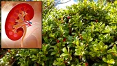 Singura plantă care îți curăță rinichii. Are proprietăți dezinfectante și dizolvante unice
