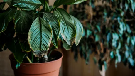 Cum îți faci plantele de apartament să înflorească mai repede. Trucurile simple recomandate de experți