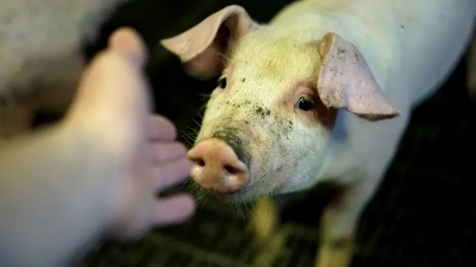 O tulpină mutantă de gripă, depistată în 2011 la porci și bovine, devine o amenințare și pentru oameni. Nu există teste pentru diagnostic