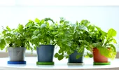 Plante de apartament toxice pentru copii și animale: ce trebuie să știi înainte să le ții în casă