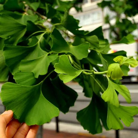 Ginkgo biloba: beneficii, limite și ce trebuie să știi înainte să îl folosești