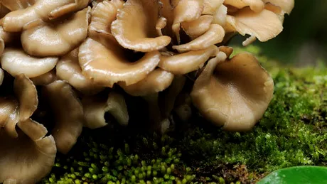 Maitake (Grifola Frondosa)