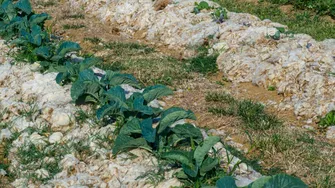 Lâna de oaie în grădină. Cum o folosești ca mulci și îngrășământ natural pentru plante sănătoase