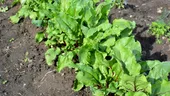 Legumele ideale de semănat în aprilie! Vei avea o recoltă bogată și salate aromate