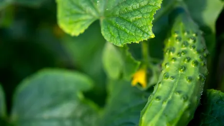 Produsul ieftin din bucătărie care trebuie adăugat în apa cu care uzi castraveții. Recolta va fi una bogată