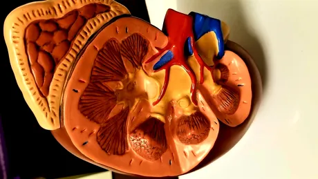 8 cauze care pot duce la blocaj renal. Afecțiunile ascunse care îţi pot afecta grav rinichii