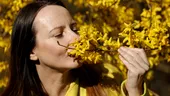 Forsythia sau „ploaia de aur” - ce beneficii are această plantă medicinală cu flori galbene